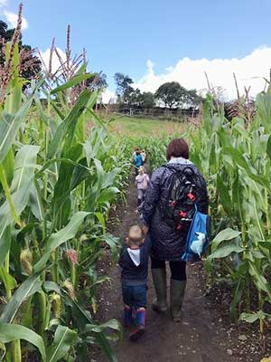 entering the maze