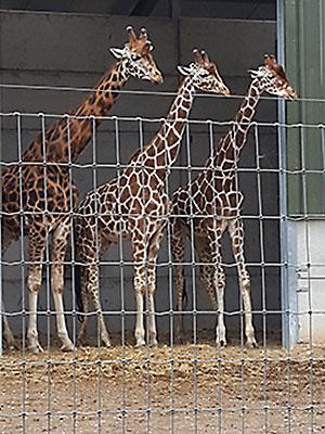giraffes posing for picture